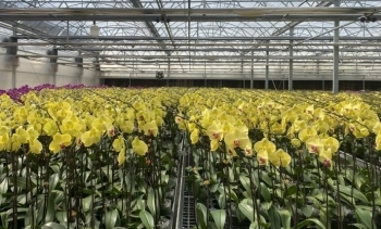 Lâm Đồng: Thị trường hoa lan Hồ điệp tấp nập vào mùa Tết