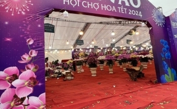 Thị trường hoa lan Tết: Hoa đẹp rực rỡ nhưng vắng khách mua
