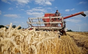 Giá lúa mì ghi nhận phiên hồi phục thứ 4 liên tiếp