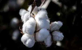 Giá bông ghi nhận phiên tăng thứ 5 liên tiếp