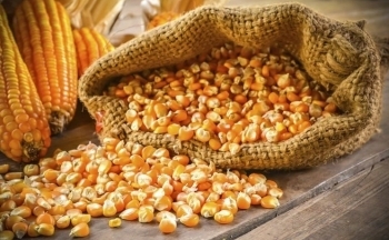 Giá ngô có thể sẽ tiếp tục giằng co trước tình hình tương đối trái chiều tại Nam Mỹ