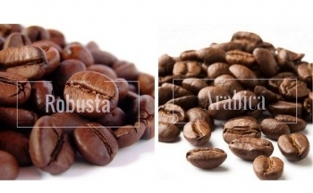 Trước nguồn cung chưa chắc chắn, giá cà phê diễn biến ra sao?