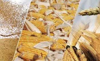 Giá đậu tương có thể biến động trong biên độ hẹp quanh vùng 1240