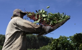 Giá cà phê mới nhất ngày 25/1/2024: Thị trường cà phê trong nước giảm nhẹ 100-200 đồng/kg