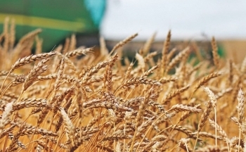 Lúa mì bật tăng, nối dài đà hồi phục trong phiên thứ 6 liên tiếp