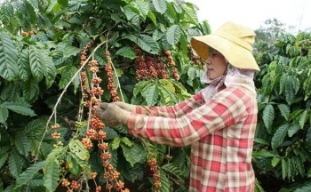 Giá cà phê mới nhất ngày 26/1/2024: Thị trường cà phê trong nước tăng mạnh, giá cao nhất 75.100 đồng/kg