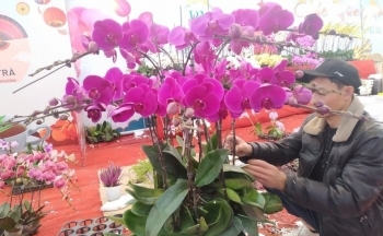Những chậu lan Hồ điệp rực rỡ khoe sắc, hút mắt ngày Tết