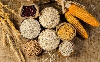 Lực mua có thể sẽ chiếm ưu thế trên thị trường ngô phiên cuối tuần