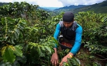 Giá cà phê mới nhất ngày 28/1/2024: Thị trường cà phê trong nước nối đà tăng, mức tăng 1.100 - 1.200 đồng/kg