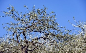 Hoa đào, hoa mận đua nhau khoe sắc tại Hang Kia, Pà Cò