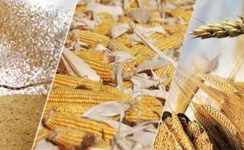 Giá đậu tương có thể chịu sức ép khi lo ngại vụ mùa tại Argentina được xoa dịu