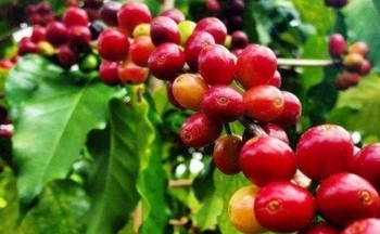 Giá cà phê mới nhất ngày 30/1/2024: Thị trường cà phê trong nước tiếp tục tăng, cao nhất 77.800 đồng/kg