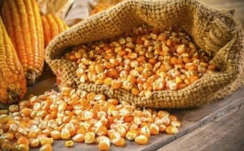 Giá ngô chịu nhiều áp lực giảm, nguyên nhân do đâu?