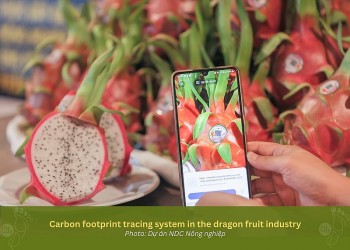 Thúc đẩy sản xuất thanh long xanh, bền vững ở Bình Thuận