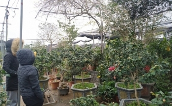 Chợ hoa Hưng Yên ngày cận Tết: Khách mua thưa thớt, người bán than trời