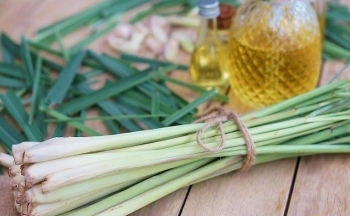 Những lợi ích của cây sả bạn nên biết