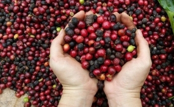 Giá cà phê Arabica biến động trước sự tăng lên của đồng USD