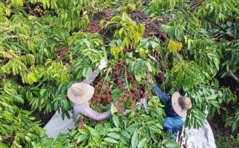 Giá cà phê mới nhất ngày 2/2/2024: Thị trường cà phê trong nước quay đầu giảm nhẹ 200 – 300 đồng/kg