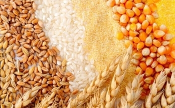 Nguồn cung tăng mạnh từ Argentina, giá ngô và đậu tương suy yếu