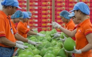 EU tiếp tục ban hành quy định về dư lượng thuốc bảo vệ thực vật với hàng nông sản