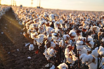 Giá bông giảm kịch sàn với doanh số bán hàng kém tích cực