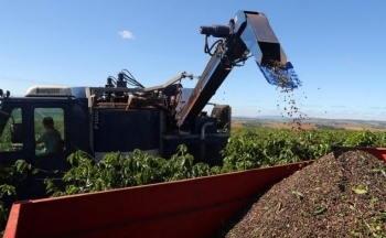 Giá cà phê mới nhất ngày 4/2/2024: Thị trường cà phê trong nước tiếp tục giảm nhẹ 300 - 400 đồng/kg