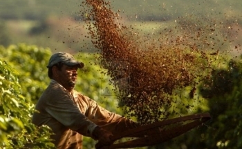 Giá Robusta và Arabica đồng loạt giảm khi yếu tố chính trị có tín hiệu mới