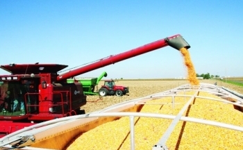 Bộ Nông nghiệp Hoa Kỳ chi 72,9 triệu USD cho hai chương trình cây trồng đặc sản mới