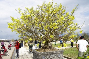 Mai vàng Bình Định được cấp chứng nhận đăng ký chỉ dẫn địa lý