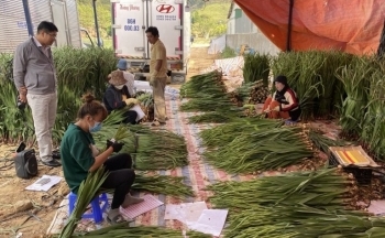 Lâm Đồng: Thị trường hoa Tết trầm lắng, nông dân Đà Lạt thấp thỏm