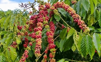 Giá cà phê mới nhất ngày 5/2/2024: Thị trường cà phê trong nước ổn định