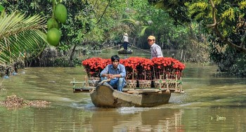 Cần Thơ rực rỡ sắc màu hoa Tết