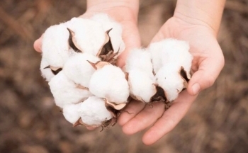 Giá bông giảm do ảnh hưởng của đồng USD