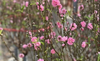 Nắng ấm, hoa đào nở bung... người bán lo 