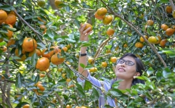 Đồng Tháp: Sắc xuân trong những khu vườn quýt hồng Lai Vung