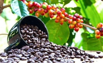 Giá cà phê áp lực do căng thẳng gia tăng trên Biển Đỏ