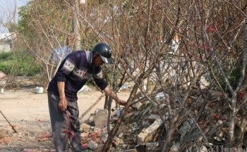 Điện Biên: Đào rừng vắng khách mua