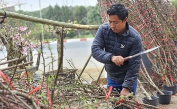 Hà Nội: Mới 29 Tết tiểu thương đã phá cây vì… xả lỗ vẫn ế khách