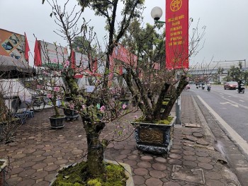 Tết đang gõ cửa, xuân đã tràn mọi nẻo