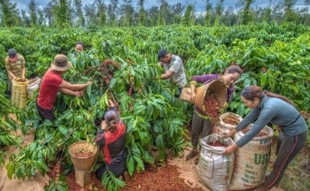 Giá cà phê mới nhất ngày 9/2/2024: Thị trường cà phê trong nước duy trì đà tăng, mức tăng 200 đồng/kg