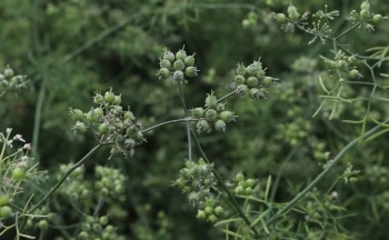 Gợi nhớ hương mùi già chiều 30 Tết