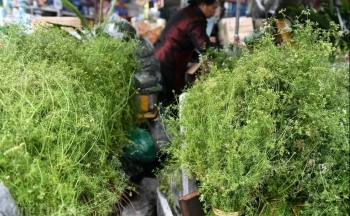 Mùi già xuống phố thơm dịu chiều 30 Tết