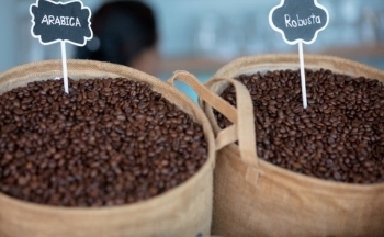 Giá cà phê mới nhất ngày 10/2/2024: Thị trường cà phê trong nước giảm nhẹ, mức giảm 100 đồng/kg