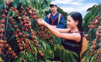 Giá cà phê mới nhất ngày 12/2/2024: Thị trường cà phê trong nước tăng cao đạt mốc 80.000 đồng/kg