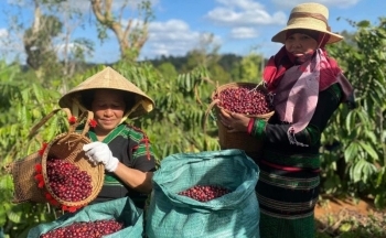 Giá cà phê mới nhất ngày 13/2/2024: Thị trường cà phê trong nước ổn định ở mức cao