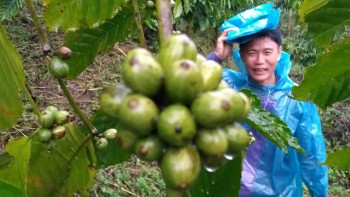 Giá cà phê hôm nay, 13/2/2024: Giá cà phê trong nước vẫn ở mức cao