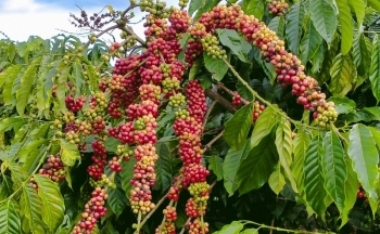 Giá cà phê mới nhất ngày 14/2/2024: Thị trường cà phê trong nước giảm nhẹ 400 đồng/kg