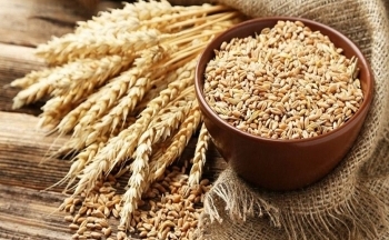 Giá lúa mì có thể gặp áp lực cạnh tranh từ Nga