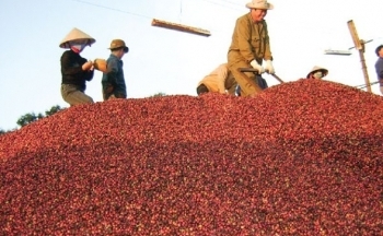 Giá cà phê mới nhất ngày 15/2/2024: Thị trường cà phê trong nước nối đà giảm, mức giảm 400 đồng/kg