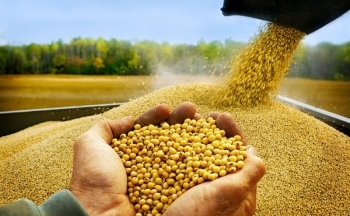 Giá ngô và đậu tương chạm mốc thấp nhất kể từ tháng 12/2020